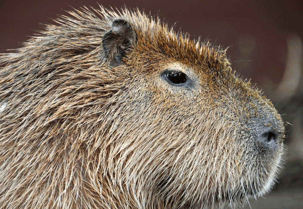Observar capibaras cuesta casi 11 mil colones para ticos - Digital506